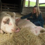 farm sanctuary pigs