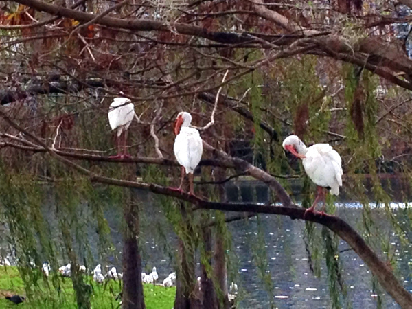 eola park birds