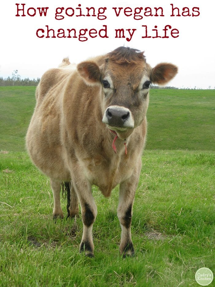 Mario the steer at Farm Sanctuary in California + text "How going vegan has changed my life."