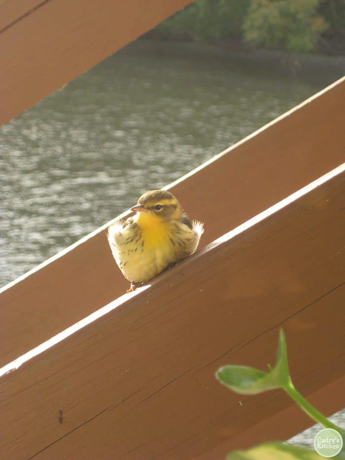 Tiny yellow bird on deck by river.