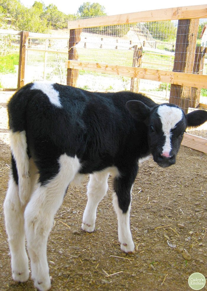 Cassanova, a calf, at Animal Acres (Farm Sanctuary) in California.
