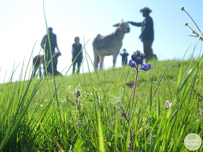 Flowers in foreground. People with donkey at Farm Sanctuary in Orland, California.