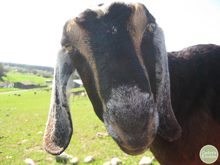 Close up goat's face at Farm Sanctuary in Orland, California