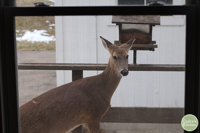Deer standing by the bird feeder.