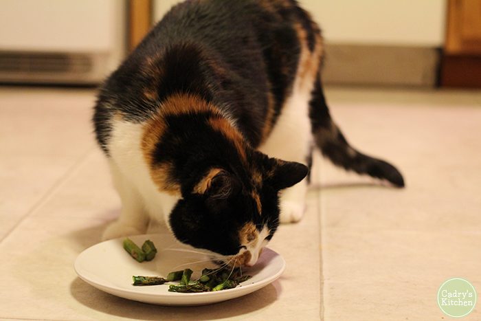Jezebel the cat eating asparagus pieces off of a plate.