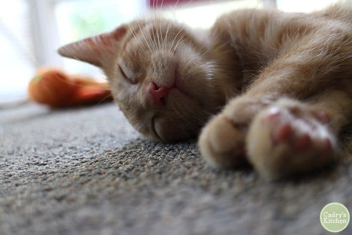 Kitten Avon sleeping on carpet.