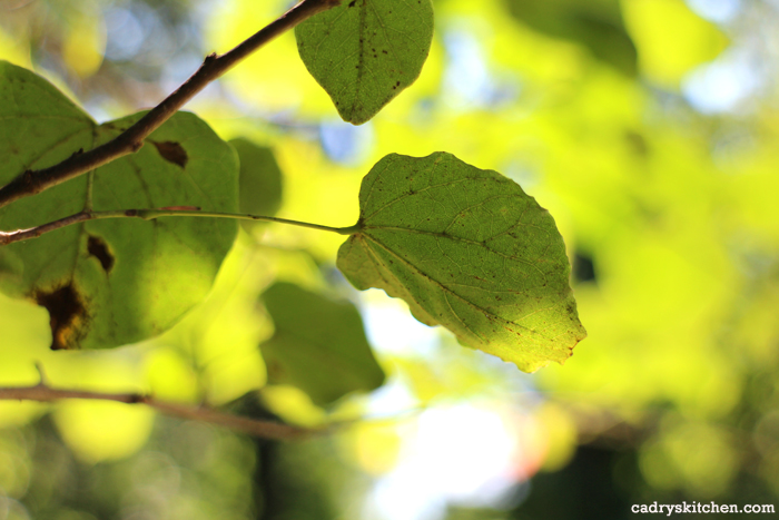 Leaves on trees in sunlight.