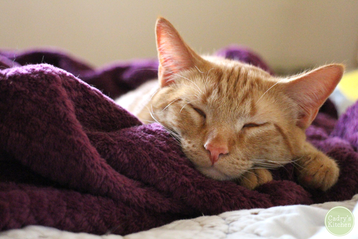 Avon sleeping on purple blanket.