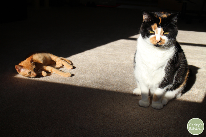 Jezebel glowering at the camera while Avon looks at her in the sunlight.