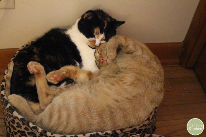 Jezebel and Avon cuddling in a suitcase once Avon was full grown.