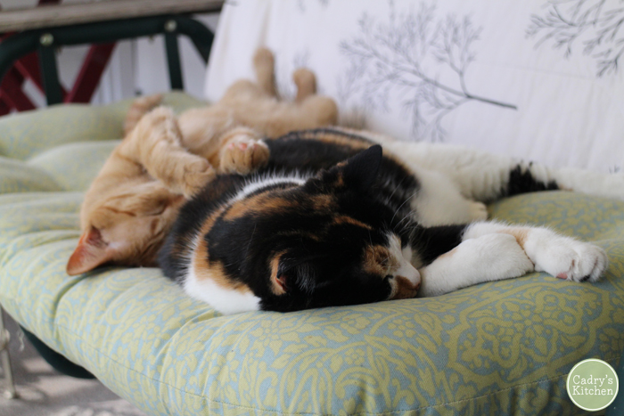 Jezebel and Avon fast asleep, cuddling together on the porch swing.