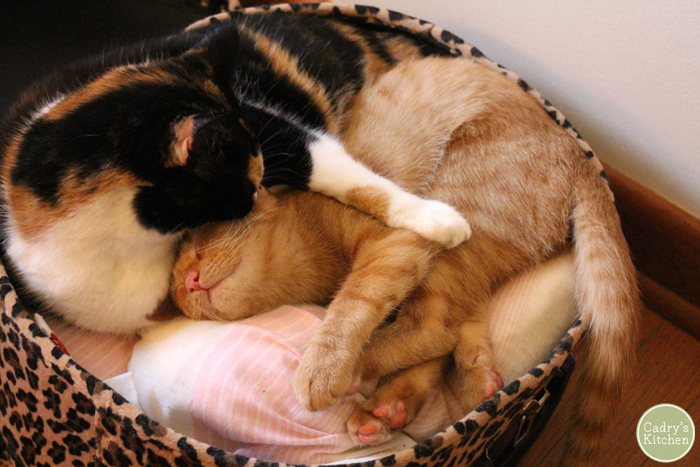 Jezebel and Avon cuddling in a suitcase when Avon was a kitten.