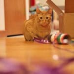 Avon the cat with spool of ribbon.