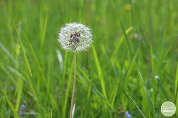 Dandelion in grass.