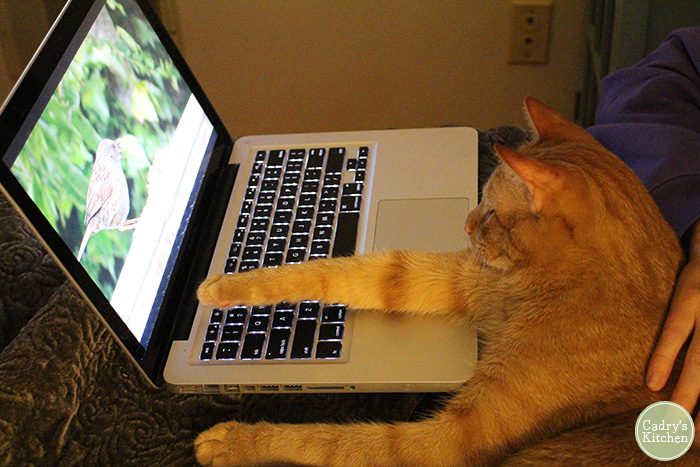 Avon the cat watching bird on laptop computer.