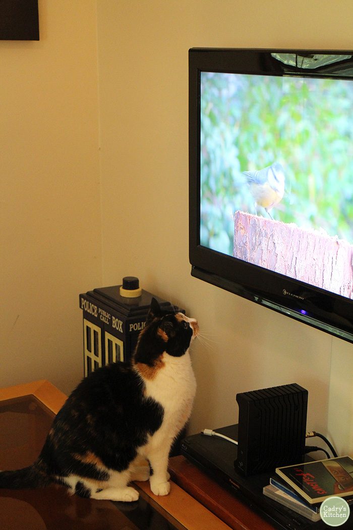 Jezebel the cat watching bird on TV.