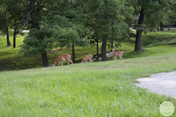 Family of deer on hill in yard.