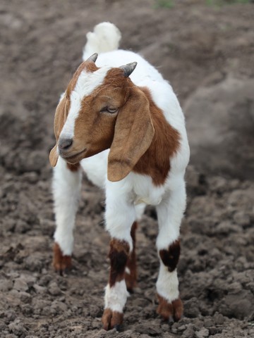 Cocoa the goat standing in dirt at Iowa Farm Sanctuary.