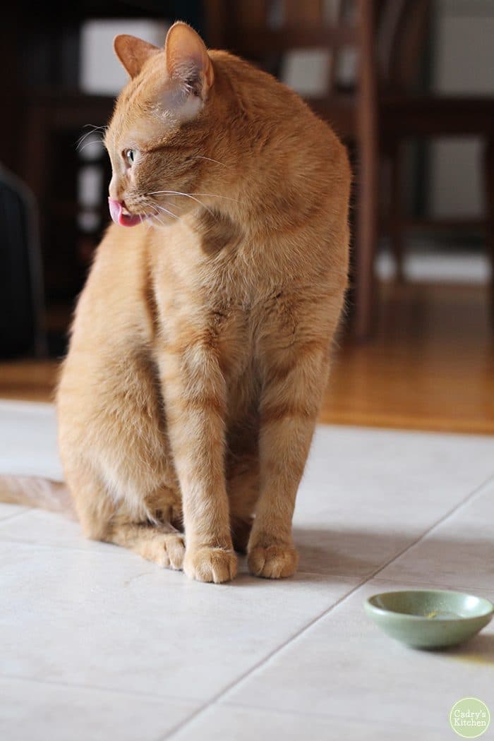 Avon, an orange tabby cat, licking his lips.