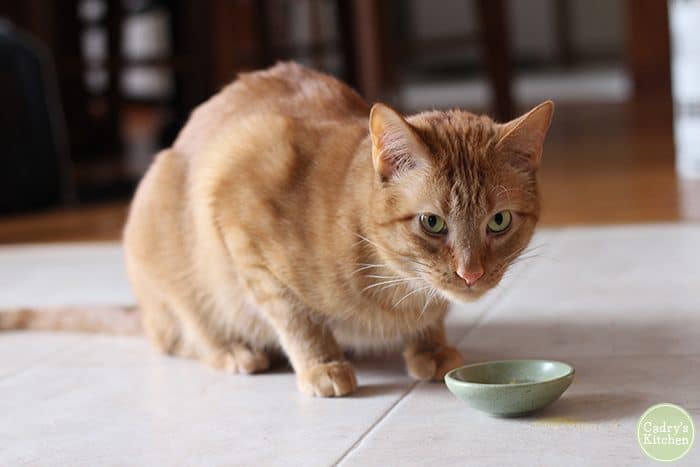 Avon, an orange tabby cat, with green bowl.