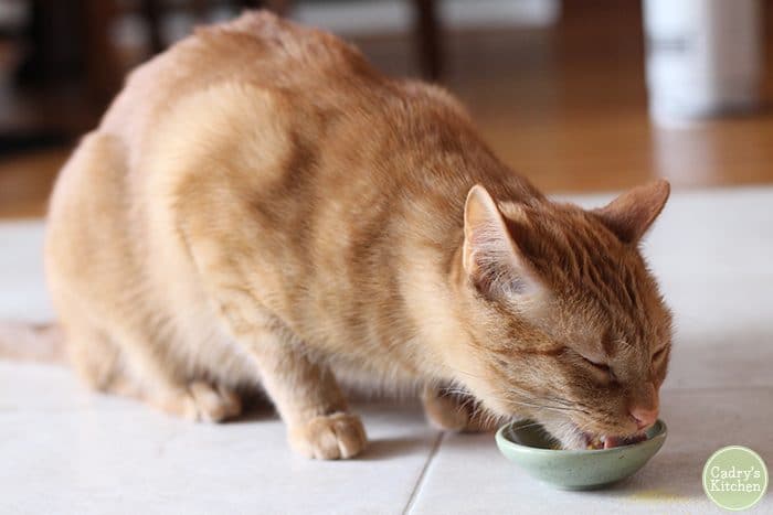 Avon, an orange tabby cat, eating nutritional yeast flakes in tiny bowl.
