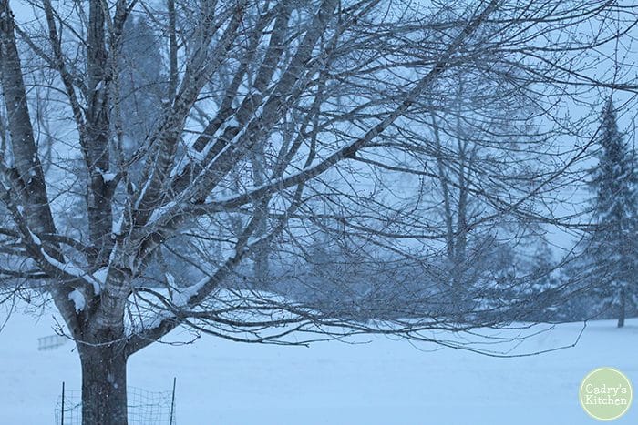 Bare trees in a snowy yard during Polar Vortex.