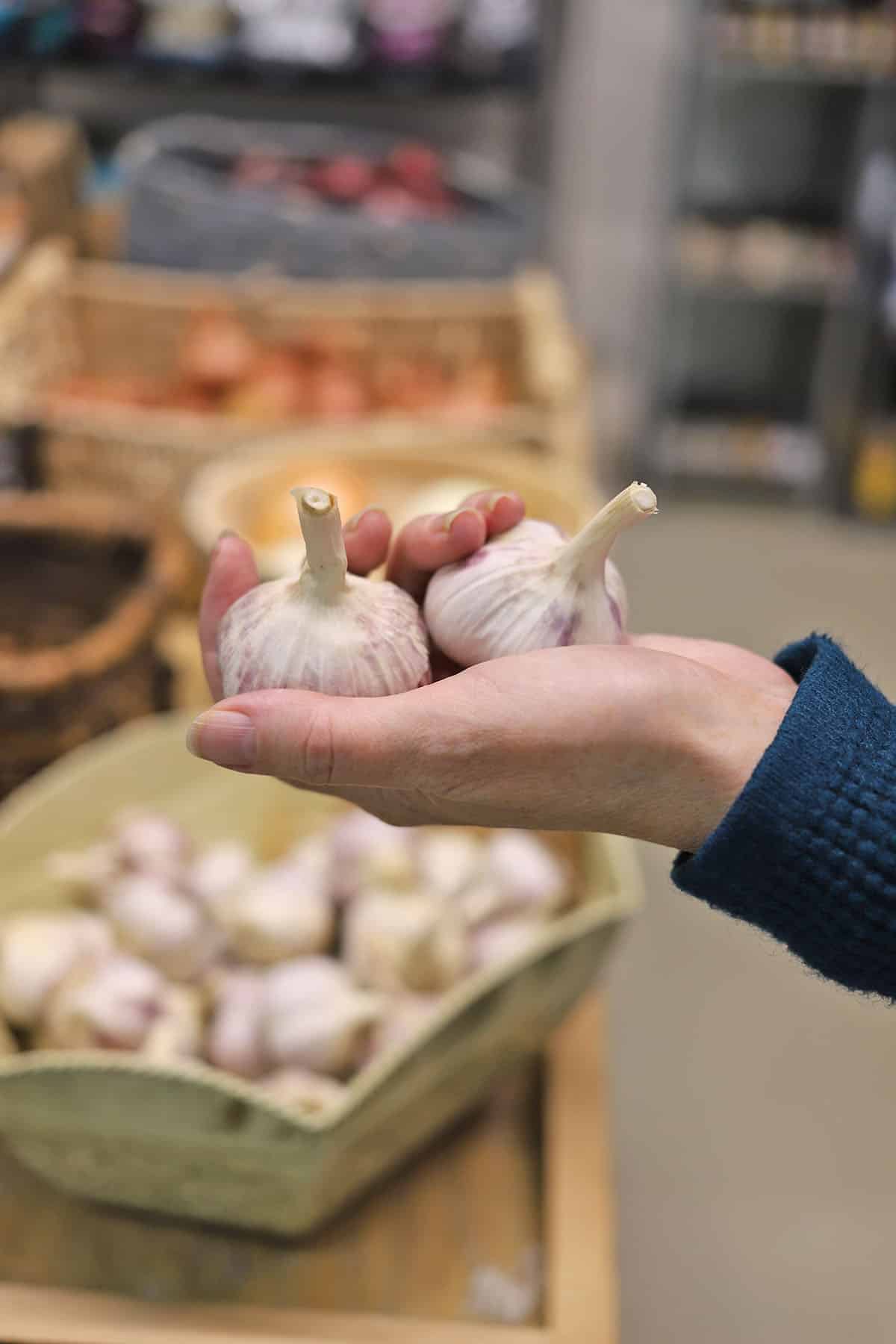Hands holding heads of garlic.