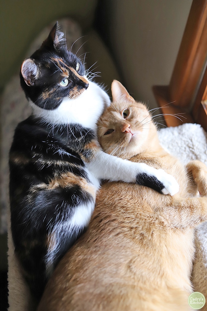 Avon and Cally cuddling in the window