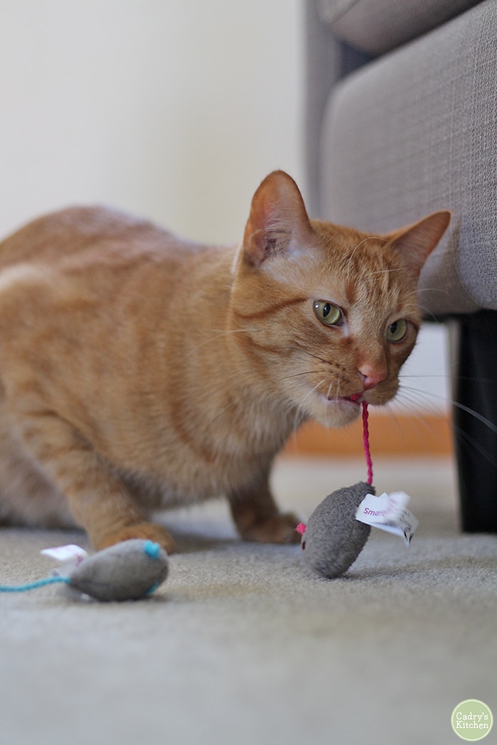 Avon playing with toy mice. Gifts for cats.