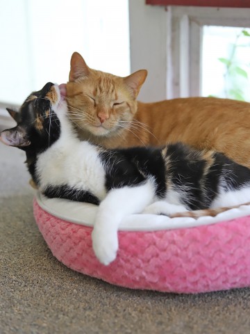 Avon and Cally grooming each other in cat bed.