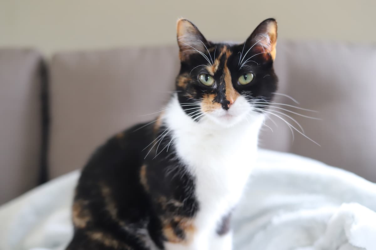 Cally the cat looking at the camera.