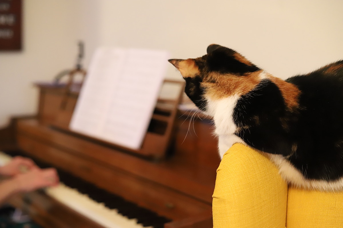 Cally the cat watching while Cadry plays piano.