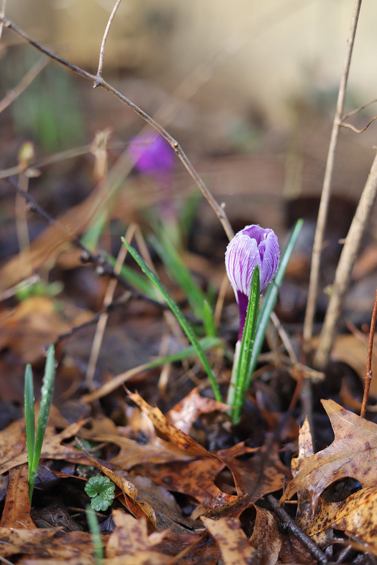 Crocus budding in the yard.