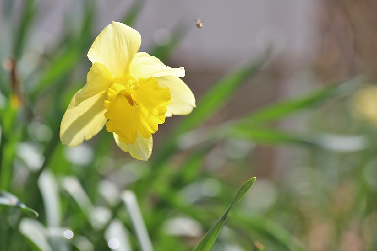 Bee flying by daffodil in yard.