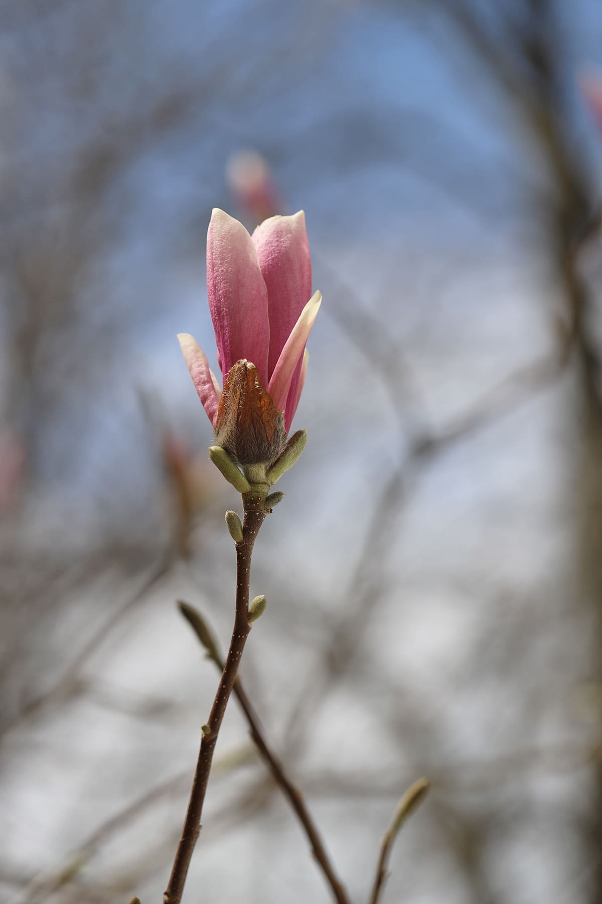 Magnolia blooming on tree.